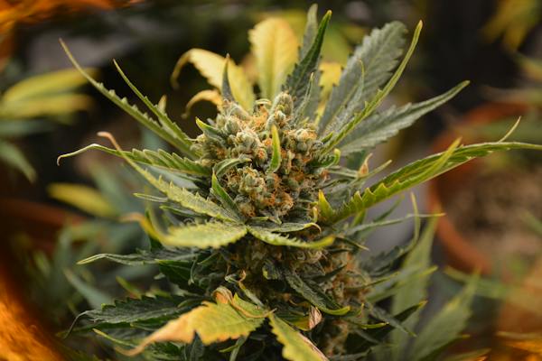 Discover the Mind-Blowing Benefits of Cannabis Flowers Today!